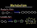 Metabolism, Anabolism, & Catabolism - Anabolic vs Catabolic Reactions