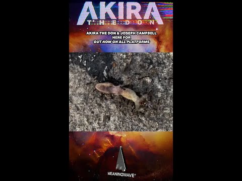 Ants VS Lizard: Life Is Suffering