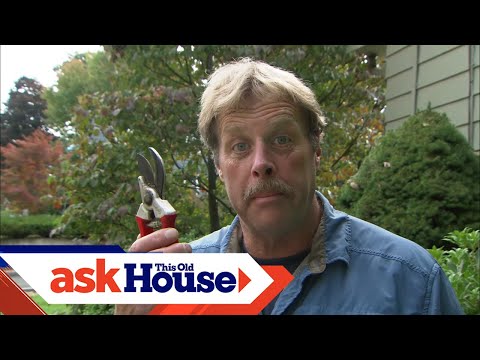 How to Prune Shrubs | Ask Roger | Ask This Old House