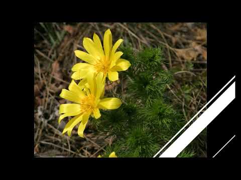 Obiective turistice - Botoșani