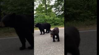 preview picture of video 'Black Bears on Black Mountain Ky/Va'