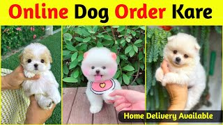Online dog kaise kharide | Teacup Pomeranian dog  | How to buy a dog online? |  Online Dog buy kare