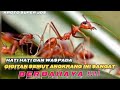 BAHAYA NYA ️ GIGITAN SEMUT RANGRANG MERAH