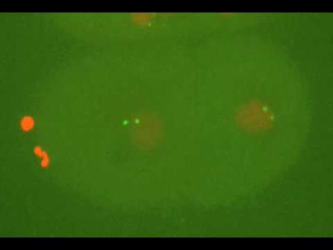 Still image from the Video of Centrosome duplication in a &lt;em&gt;C. elegans&lt;/em&gt; embryo YouTube video