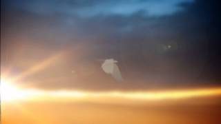 KELPE - Beaks of Eagles (Official Video by Diagram Design)