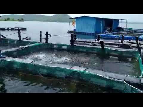 High protein fish feed, packaging type: bag, packaging size:...