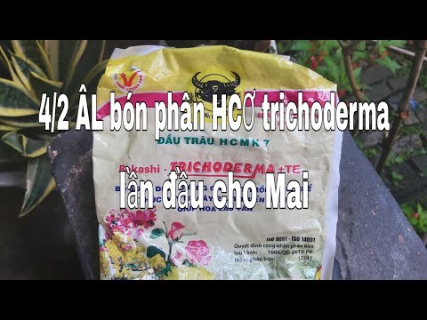 @4/2 ÂL bón phân hữu cơ trichoderma lần đầu cho Mai