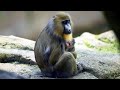 Baby Mandrill Named Ivy Born At Disney S Animal Kingdom Park In Walt Disney World