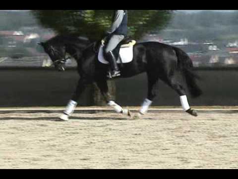 Dark Angel 2003 Imported Hanoverian mare DeNiro x Weltmeyer