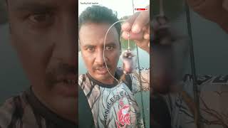 Download lagu Ikan kepala ular ukuran besar adalah Miss River Musted Hook Froq Lure Miss. mp3