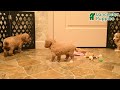 Cavachon dogs for sale: Holly  - Video 1