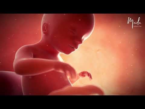 20 Weeks of Pregnancy | Second Trimester | Fetal Stage