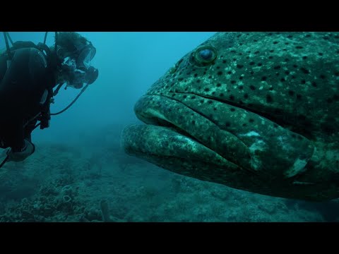FACE-À-FACE AVEC UN MONSTRE DE FLORIDE ! - Cyril Chauquet