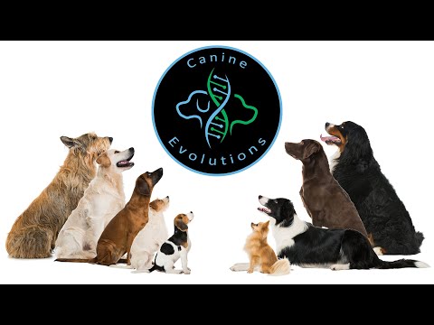 Canine Evolutions video.