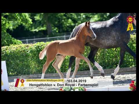 Fohlen von Don Royal / Farbenspiel