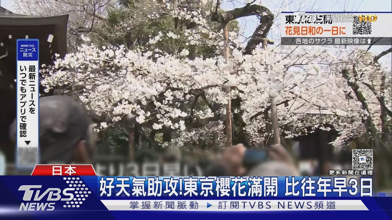 影音/好天氣助攻!東京櫻花滿開 日三大櫻花「山高神代櫻」盛開