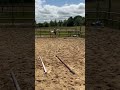 Poney de loisir sympa et polyvalent