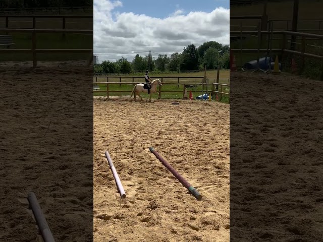 Poney de loisir sympa et polyvalent