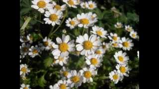 The Concept - Gimme Twice