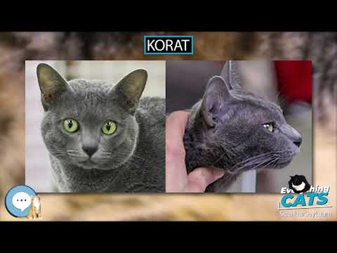 Korat 🐱🦁🐯 EVERYTHING CATS 🐯🦁🐱