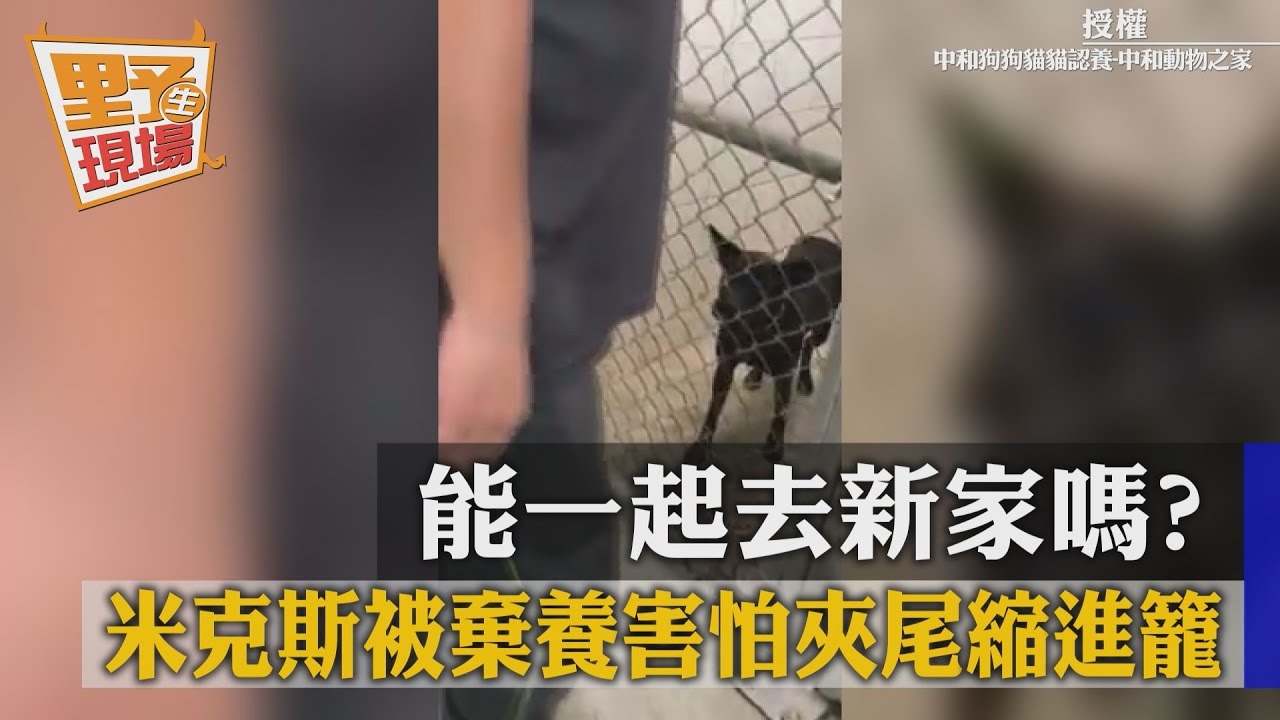 能一起去新家嗎?米克斯被棄養害怕夾尾縮進籠