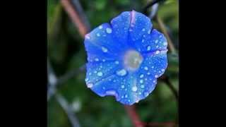 Mary Chapin Carpenter - &quot;Down in Mary&#39;s Land&quot;