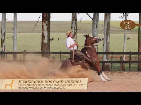 LOTE 20 - Homenagem dos Castanheiros
