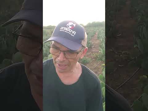 Plantação de Palma#igaracy#sertão#Paraíba