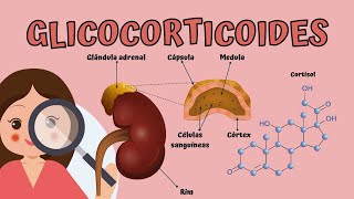 Anti-inflamatórios esteroidais: Glicocorticoides