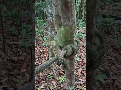 #Amazonas #itacoatiara #lindóia #florestaamazônica #árvores