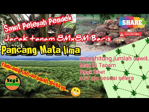 cara pancang mata lima kelapa sawit 8X8