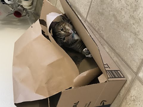 Ena plays with a bag in a box