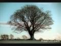 Sycamore Tree Paul Brandt