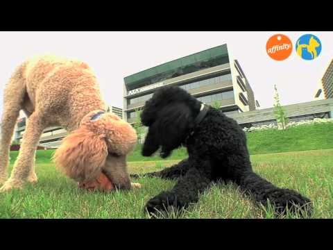 Elige tu raza - Caniche - Más que perros y gatos 1 | Fundación Affinity