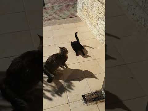 Cat Fight