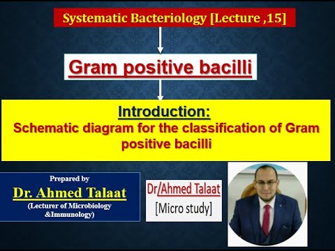 Gram positive bacilli- Classification "Medical microbiology
