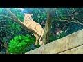 053 Persian S First Appearance In The Anime Shorts Pokémon Anime