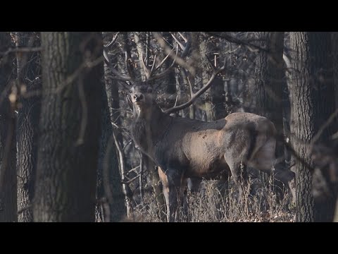 Jogorvoslatok a rózsa parazitáira