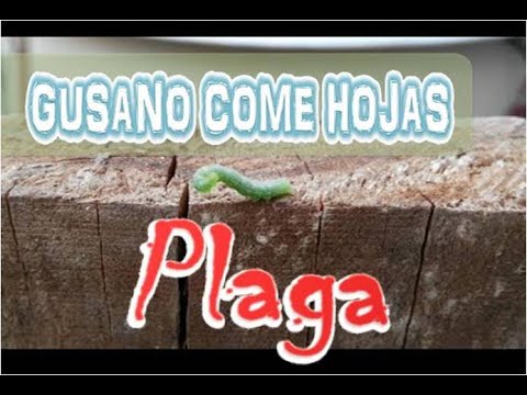 , title : 'Gusano come hojas - SOLUCIÓN ORGÁNICA - plaga'