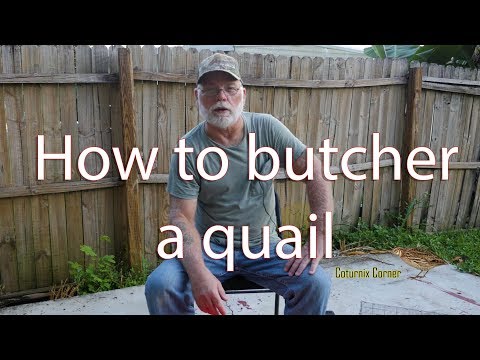 How to butcher a quail.