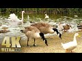 Nature Relaxation Feeding Ducks Geese Swans On A Lake All Natural Sound 4K