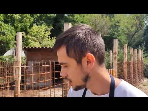 Agriturismo San Desiderio (AT) allevamento e produzione Suino nero Piemontese @ilmangiaweb