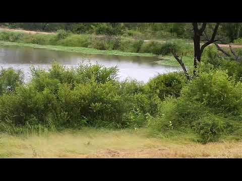 Djuma Private Game Reserve Live Stream