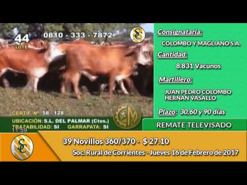 16 02 17 - Venta de Novillos - Remate Televisado de Colombo y Magliano S.A. - Corrientes