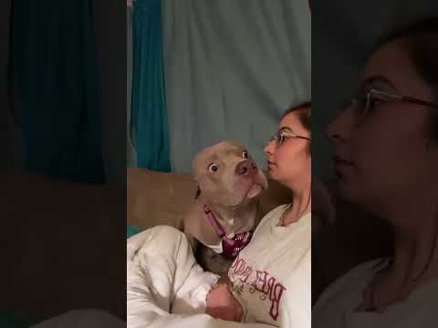 The Dog Discovers That His Owner Can SPEAK 😂