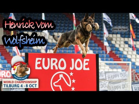 WUSV 2017 David Buss Henrik Vom Wolfsheim B Obedience 97pts
