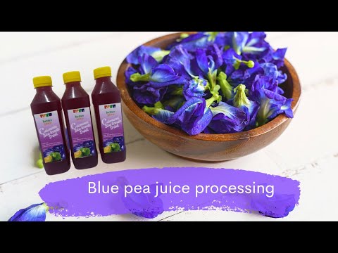 Healthy juice processing in FPIC-Davao| Clitoria ternatea  flowers processing
