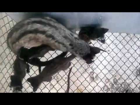 Chồn hương giống ở Trang Trại Động Vật Hoang Dã Thanh Long