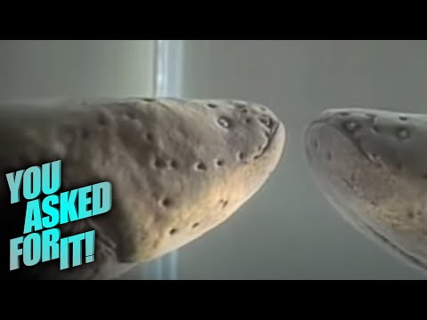 How Does an Electric Eel Catch its Prey? ⚡It's Electrifying!