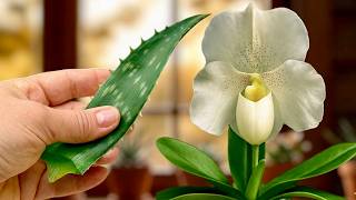 This Aloe Trick Saved My Orchid After Shipping Stress 👍🏻 🌿